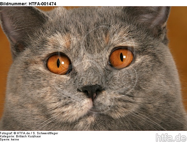 Britisch Kurzhaar / british shorthair / HTFA-001474