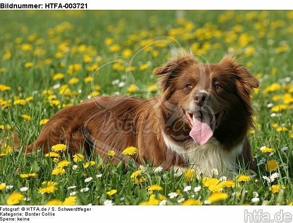 Border Collie / HTFA-003721