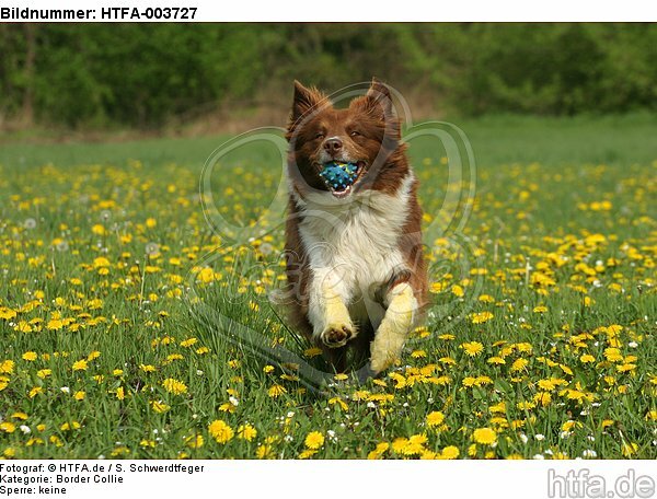 Border Collie / HTFA-003727