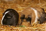 2 Meerschweine / 2 guninea pigs