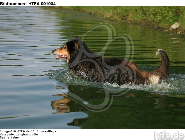 badender Langhaarcollie / bathing longhaired collie / HTFA-001004