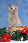 Britisch Kurzhaar Kätzchen / british shorthair kitten