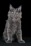 junge Maine Coon / young maine coon