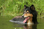 badender Langhaarcollie / bathing longhaired collie