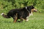 rennender Langhaarcollie / running longhaired collie