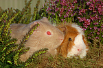 2 Meerschweine / 2 guninea pigs