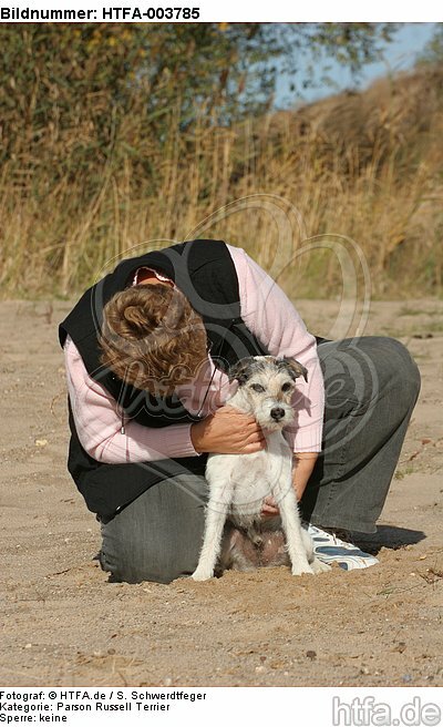 Parson Russell Terrier / HTFA-003785