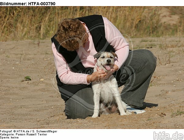 Parson Russell Terrier / HTFA-003790