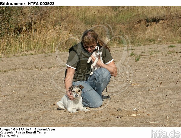 Parson Russell Terrier / HTFA-003923