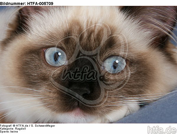 Ragdoll / HTFA-005709