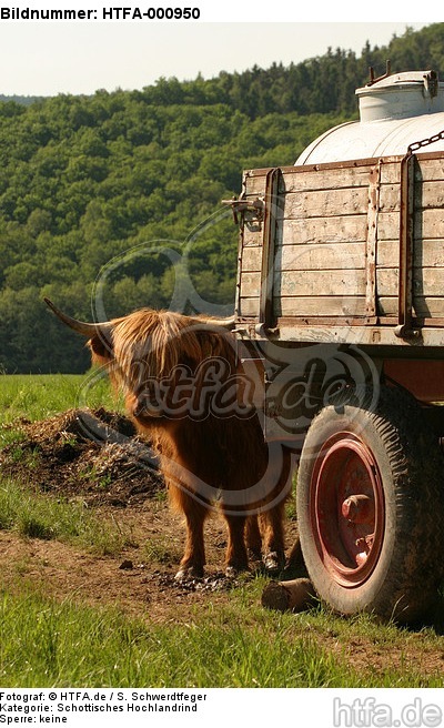 Schottisches Hochlandrind / highland cattle / HTFA-000950