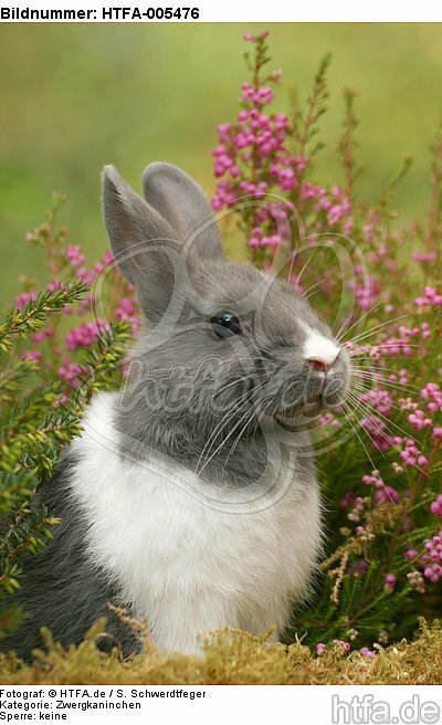 Zwergkaninchen / dwarf rabbit / HTFA-005476